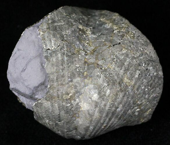 Large Pyrite Replaced Brachiopod - Silica Shale #21088